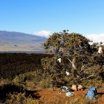 Pollination at 2,400 m elevation