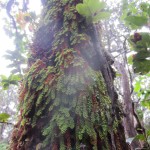 M. p. var. glaberrima near HAVO
