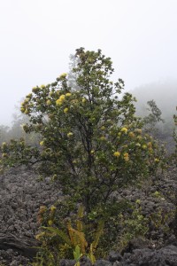 M. p. var. incana in Kona
