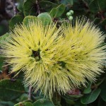 ‘Ohi’a mamo (yellow-flowered ‘ohi’a)