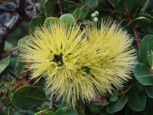 'Ohi'a mamo (yellow-flowered 'ohi'a)