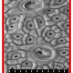 SEMStomata&Glands