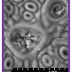 SEMStomata&Glands2.jpg